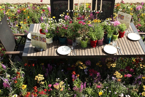 Wer an dieser Tafel Platz nimmt hört es summen und brummen – denn die Stauden werden von Insekten mit großem Appetit angeflogen.