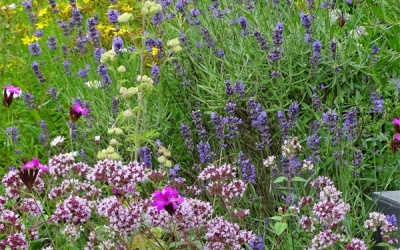 Heimische Stauden kombiniert mit Stauden, die das oft überhitzte Stadtklima gut vertragen, sind für Insekten wie Menschen lange attraktiv.
