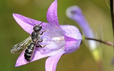 Nutzen von züchterisch bearbeiteten Zierpflanzen für Insekten belegt