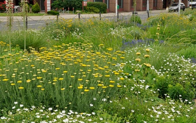 Silbersommer Mannheim (Foto: C. Schmidt)