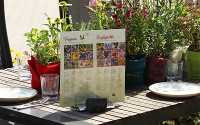 Stauden-Menue für Insekten