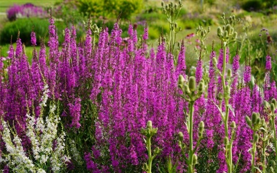 Staude des Jahres 2024 - Lythrum