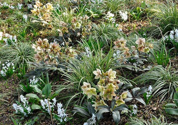 Schon sehr früh im Jahr erblüht die Mischung „Weiß-Grün“ prachtvoll mit Helleborus und weißen blühenden Blausternen.