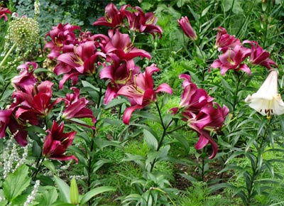 Liliengarten